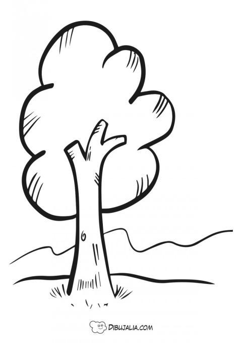 Árbol de hoja perenne