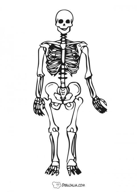Esqueleto humano