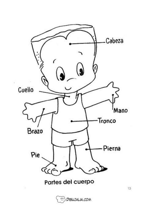 Partes del Cuerpo con nombres