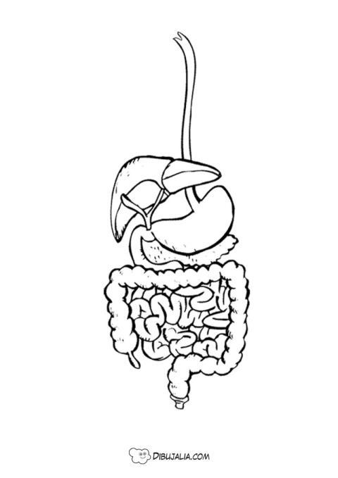 Partes del Aparato Digestivo