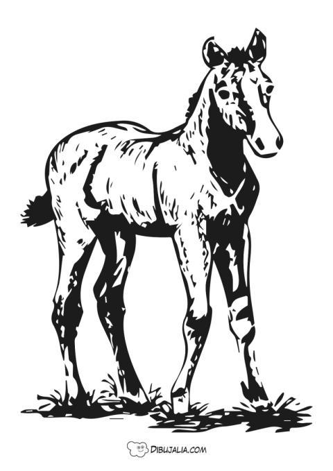 Potro dibujo de sombras