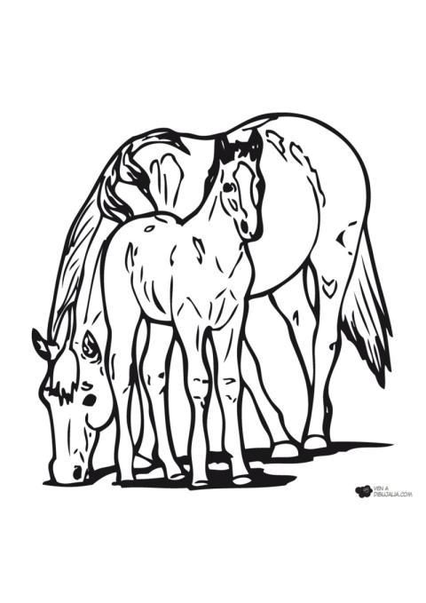 Yegua y su pequeño potro