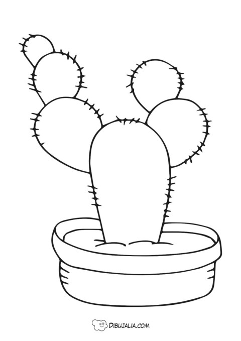 Planta de un cactus