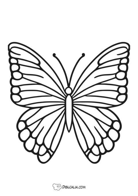 Mariposa un insecto bello