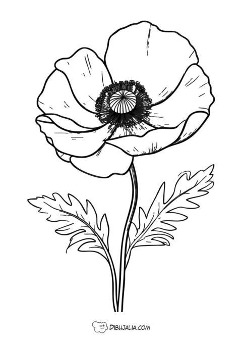 Amapola en primavera