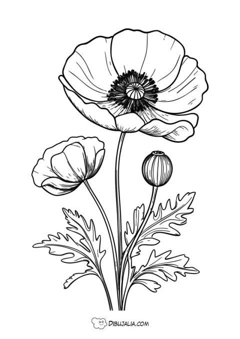 Flor de Amapola