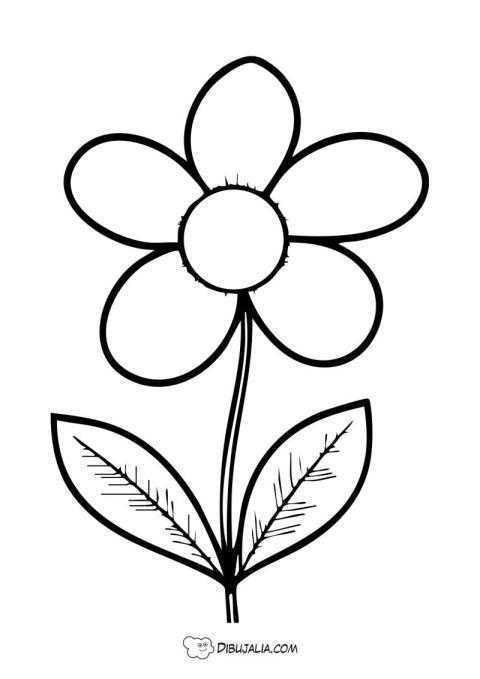 Flor Linda Margarita