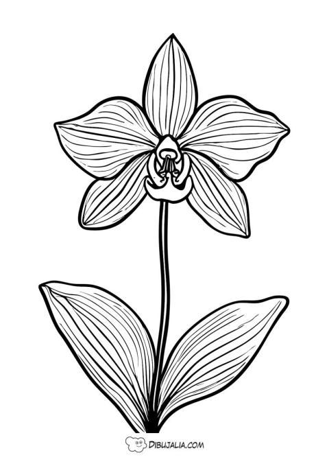 Orquidea una bella flor