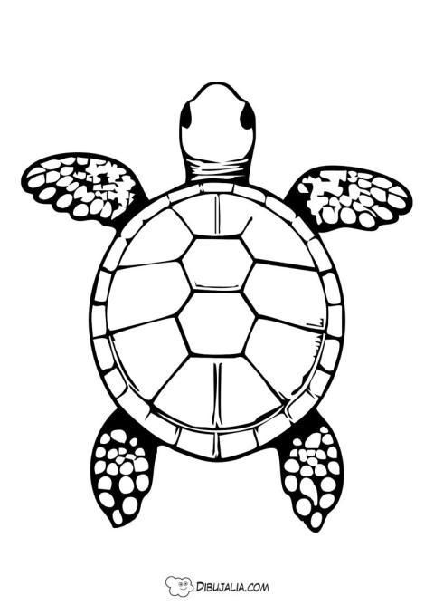 Tortuga marina