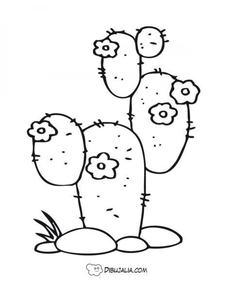 Cactus con flores