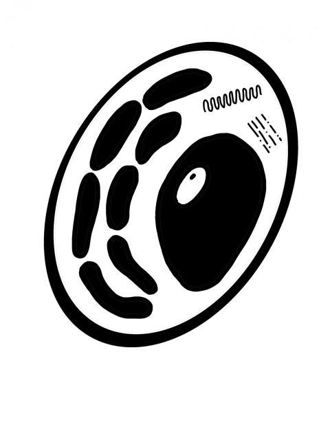 Células unicelulares