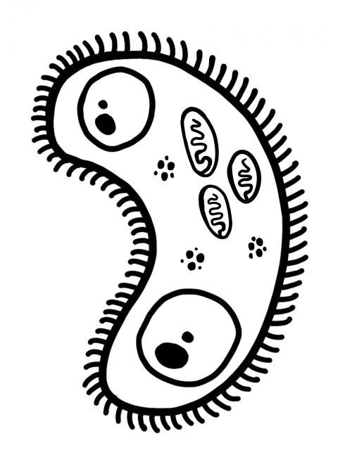 Célula con núcleos y flagelos