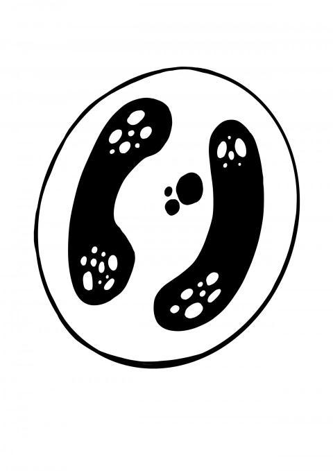 Células con núcleo