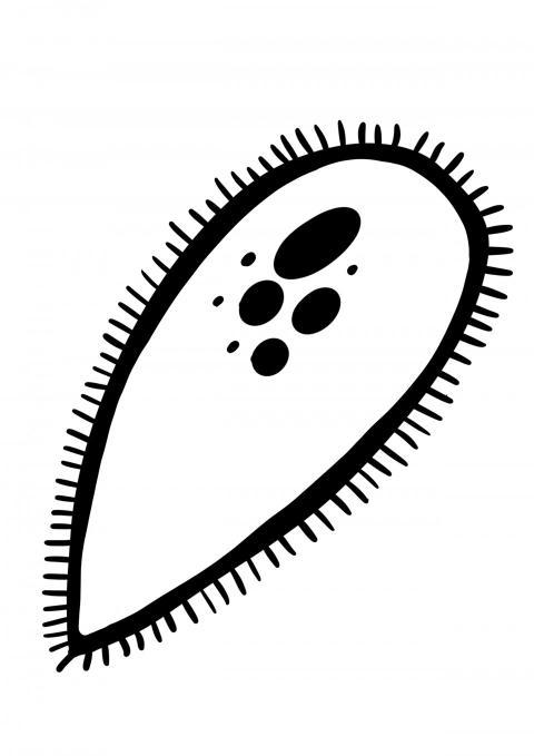 Células con flagelos