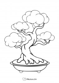 Bonsai de un árbol centenario